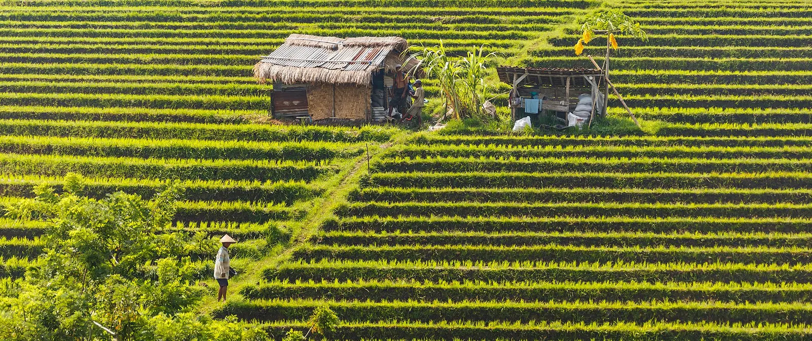Groene rijstterrassen op Bali onder een heldere lucht