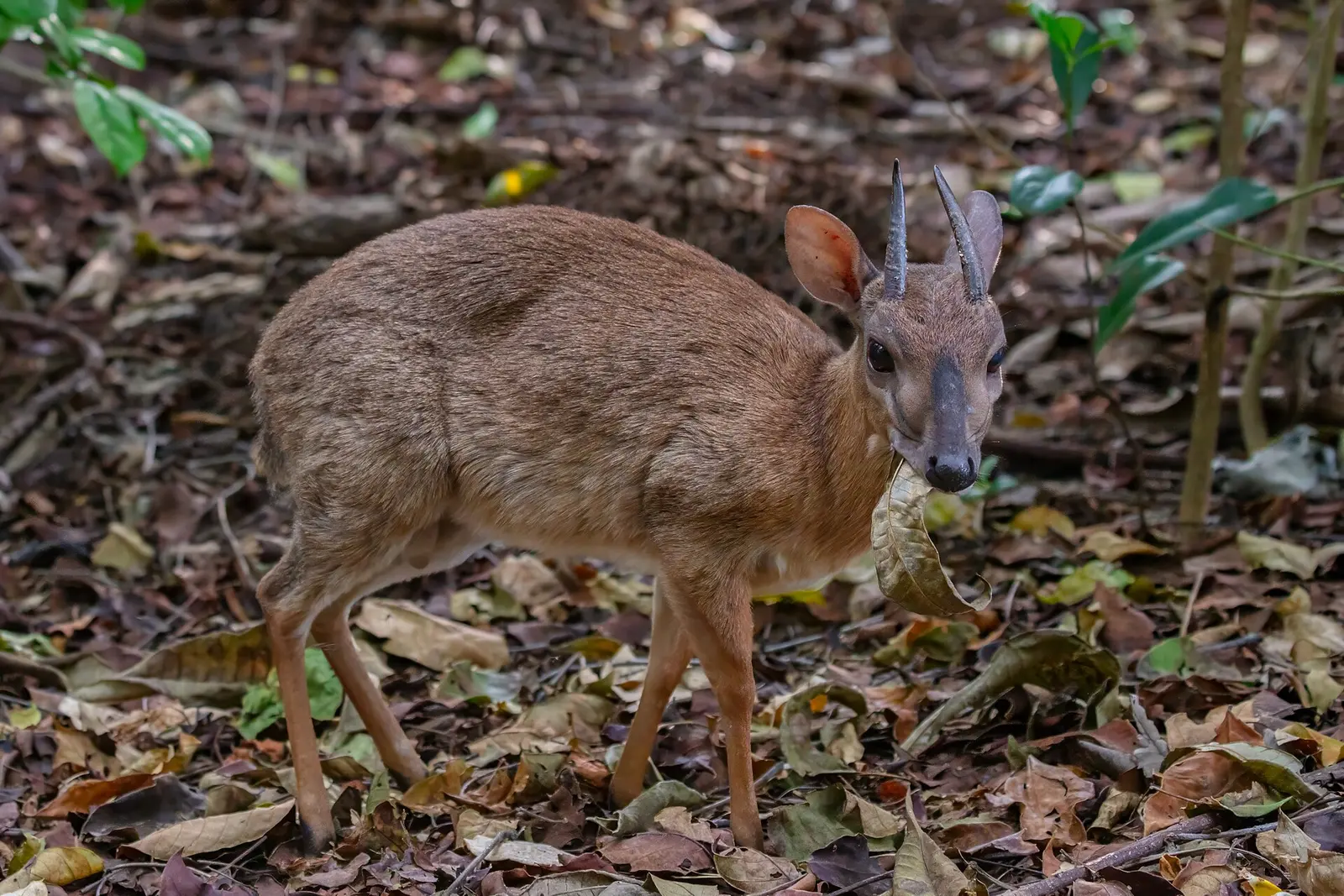 Tanzania