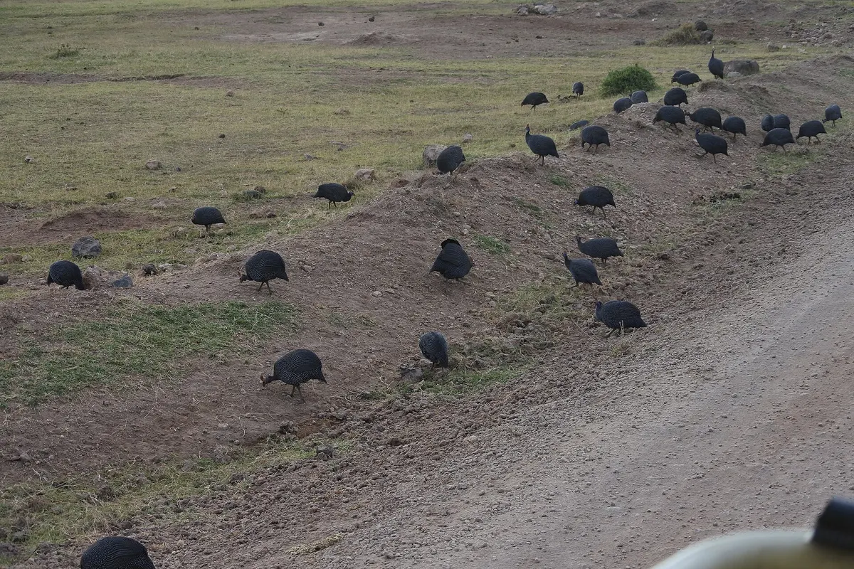 Amboseli, Kenia