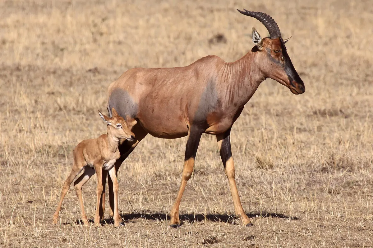 Masai Mara, Kenia